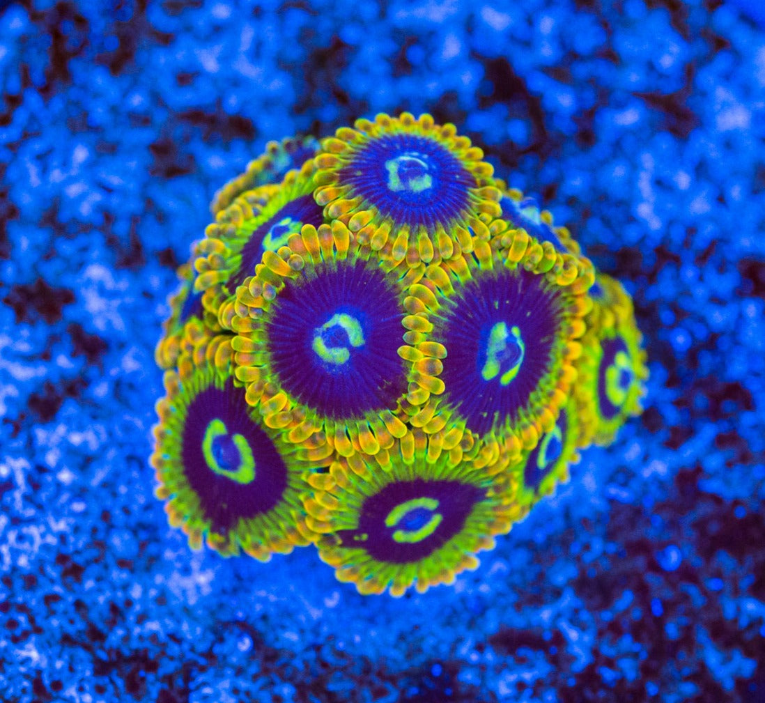 Jason Fox Acid Reflux Zoa