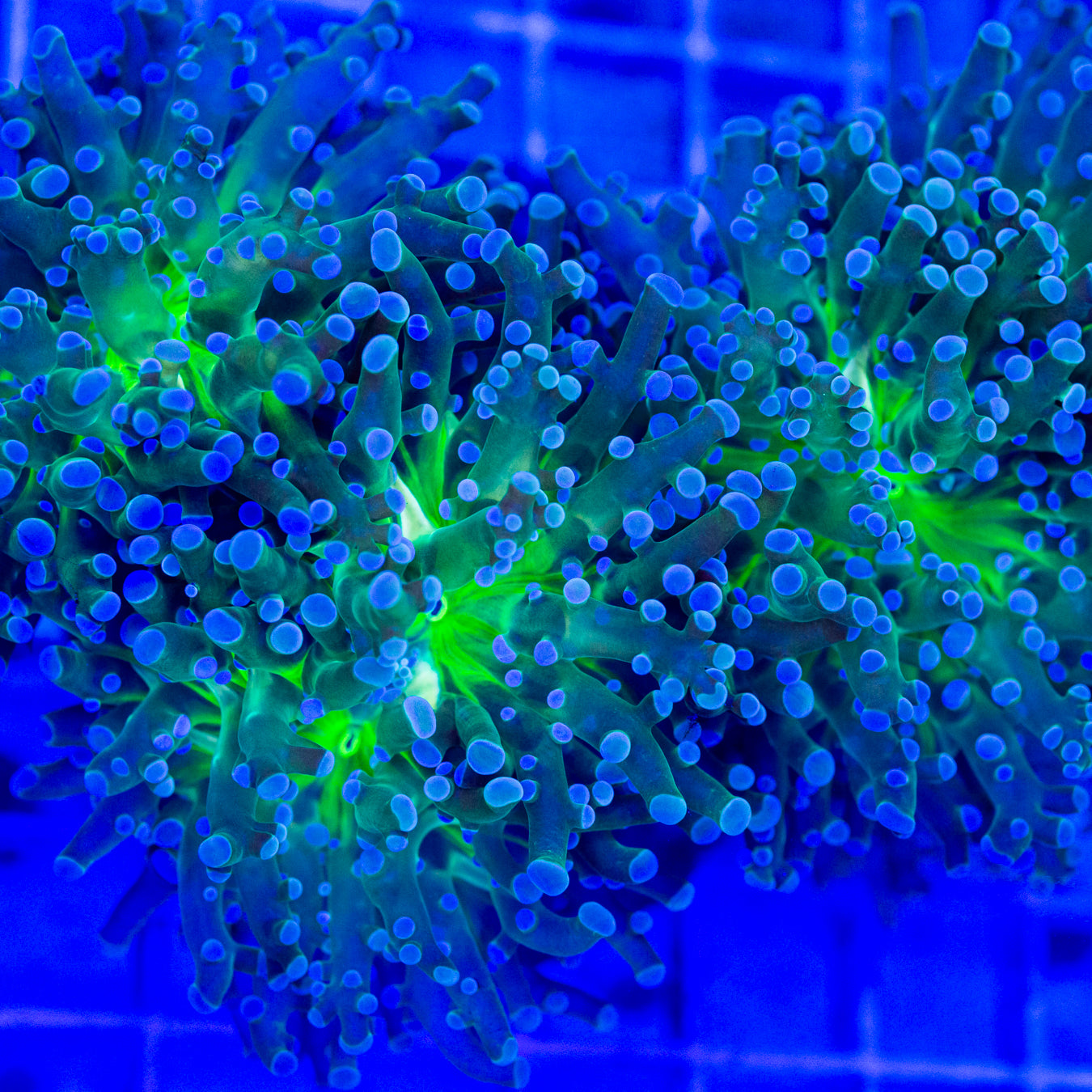 Green Frogspawn