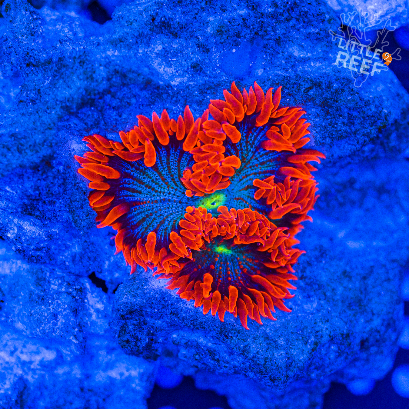 Rock Flower Anemone